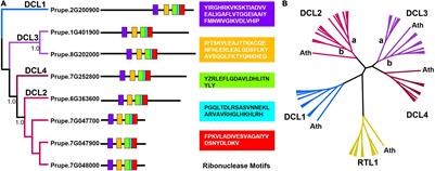 Integrative Analysis of the DICER-like (DCL) Genes From Peach (Prunus persica): A Critical Role in Response to Drought Stress